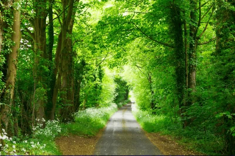 Environmental Ethics